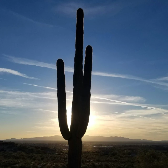 the sun is setting behind a giant cactus