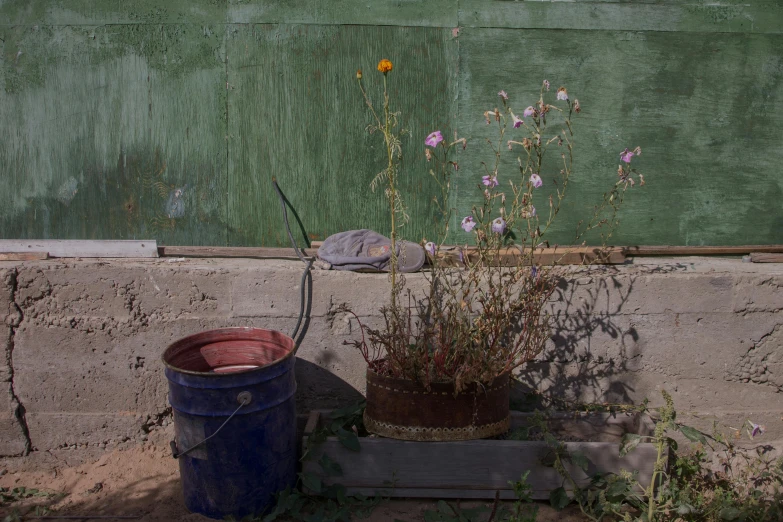 some wild flowers are growing in a bucket next to a wall