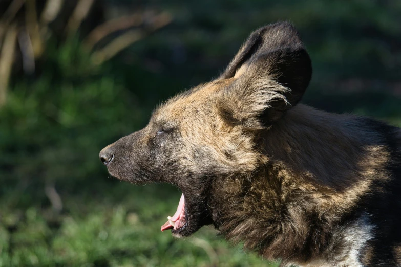 a close up of a bear showing his mouth