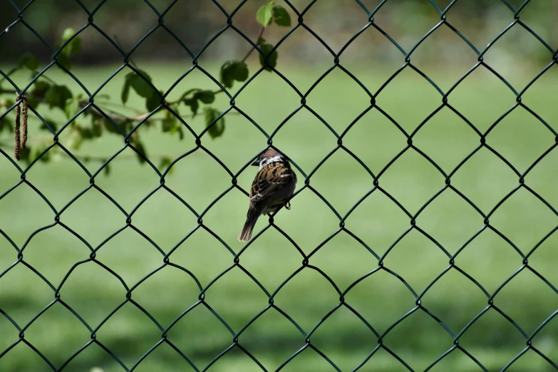 small bird on a fence looking behind