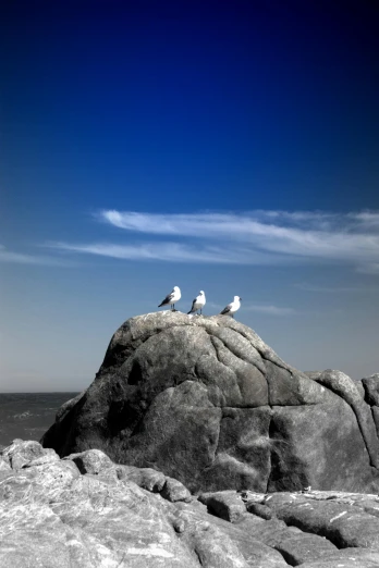 two birds standing on top of a large rock