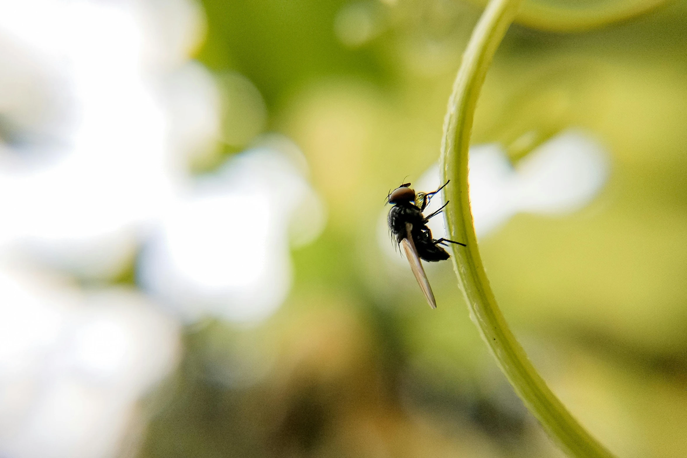 mosquito crawling on leaf in tropical climate