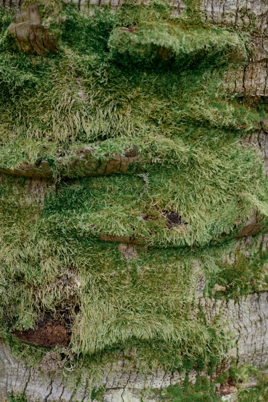 an ostrich that has been covered with grass