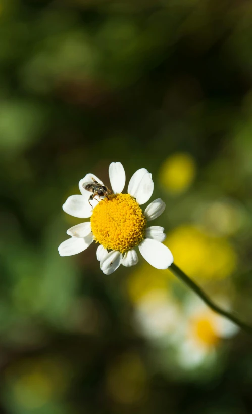 a bee is sitting on the side of a daisy