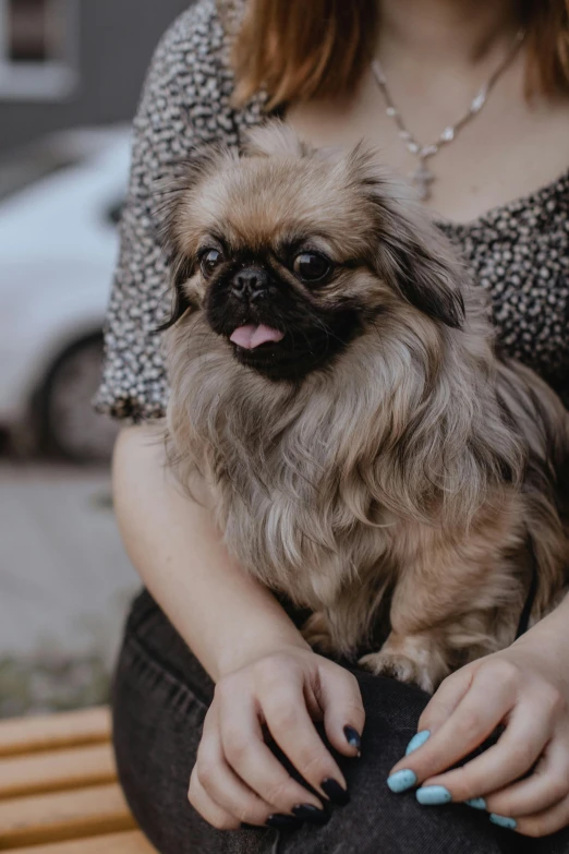 the woman holding a small dog with long hair