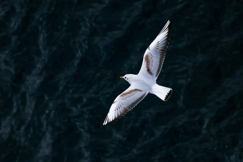 a white bird is flying low over a large body of water