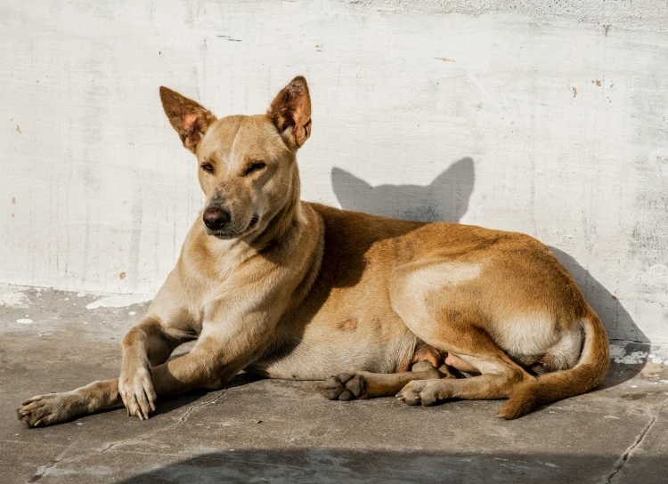 a dog is laying on the ground with a shadow behind him