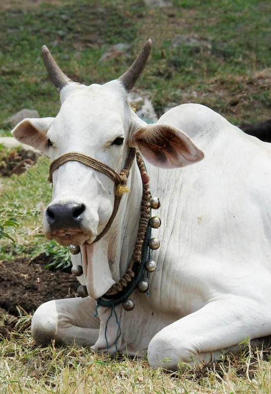 a cow with horns laying down on the ground