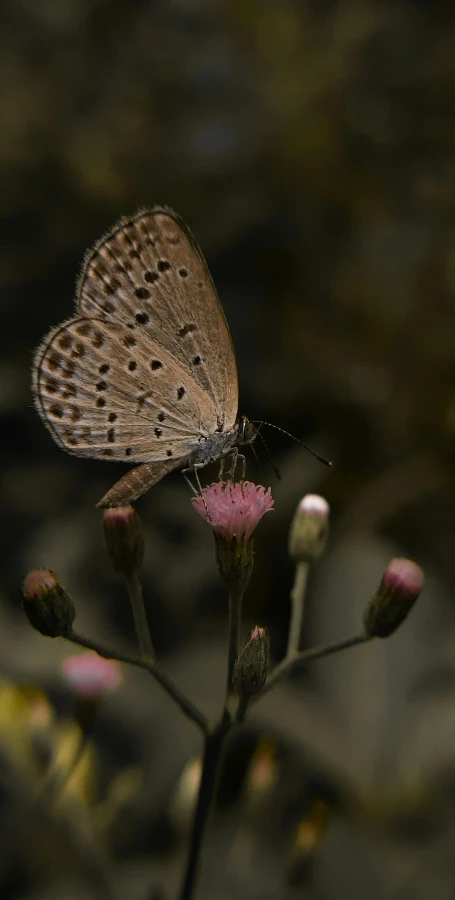 a erfly on a small flower in the sunlight