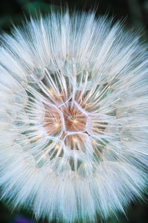 the light from a dandelion looks very bright