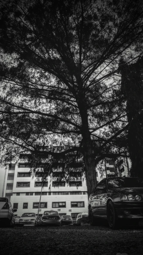 a group of cars that are sitting in front of a tree