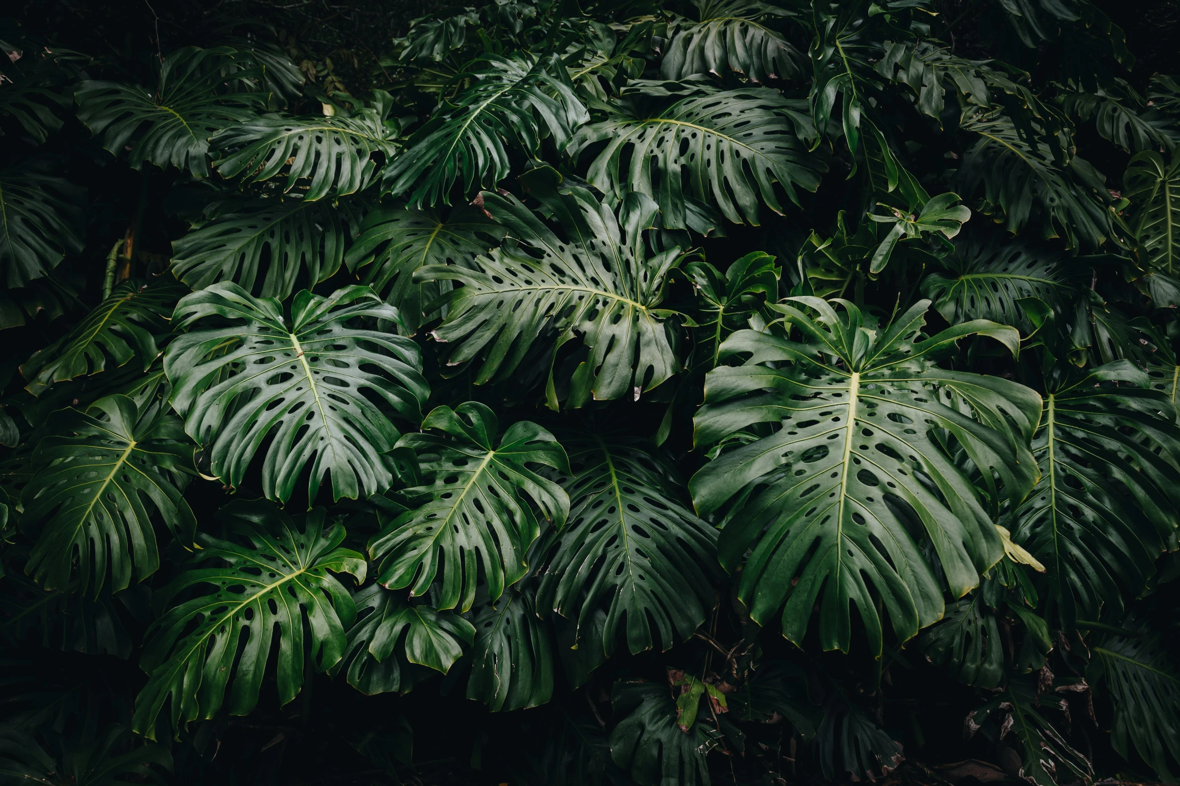 a green leafy tree is in the middle of a forest