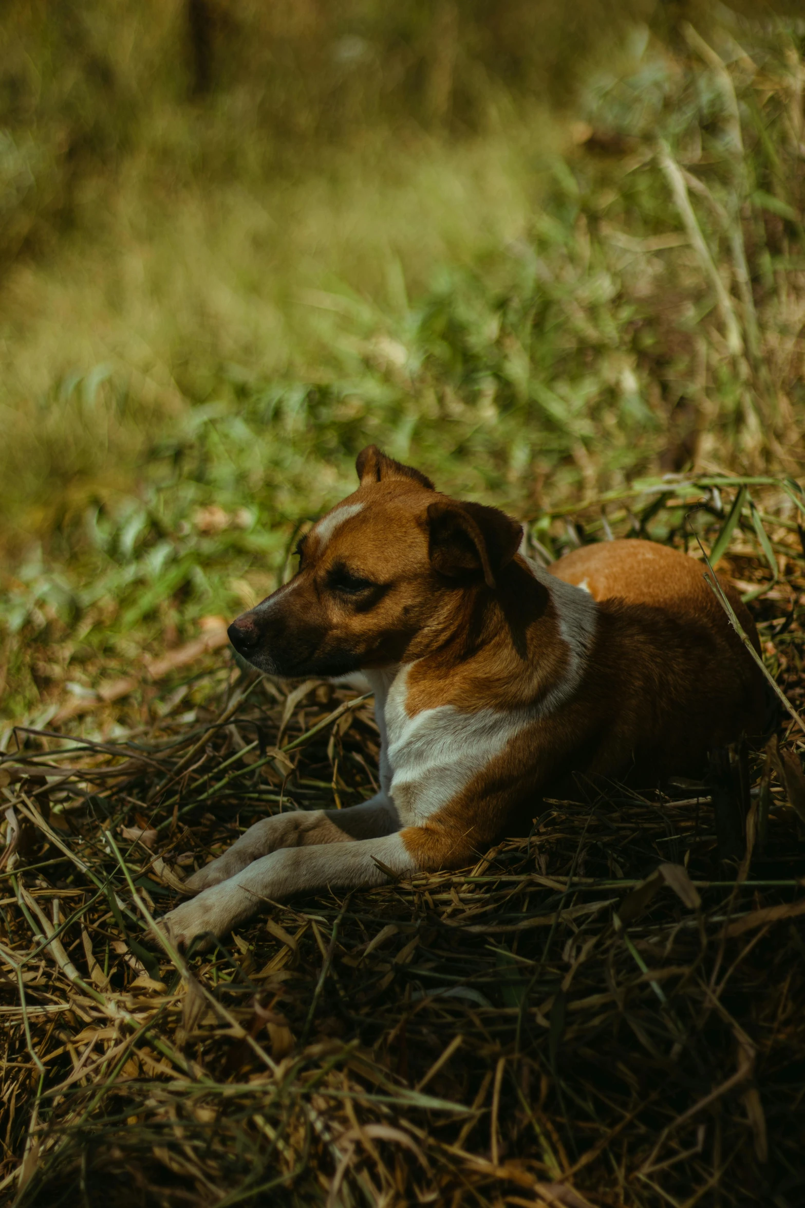 a small brown and white dog lying on top of grass