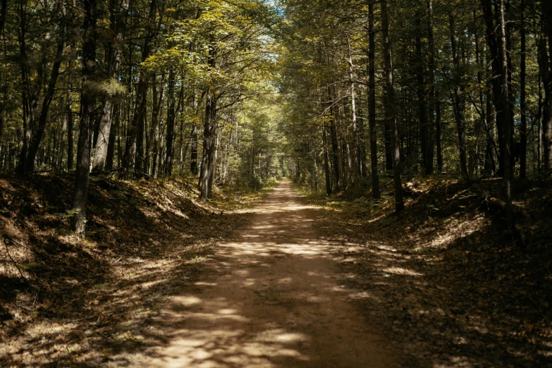 a dirt road is lined with trees and leaves