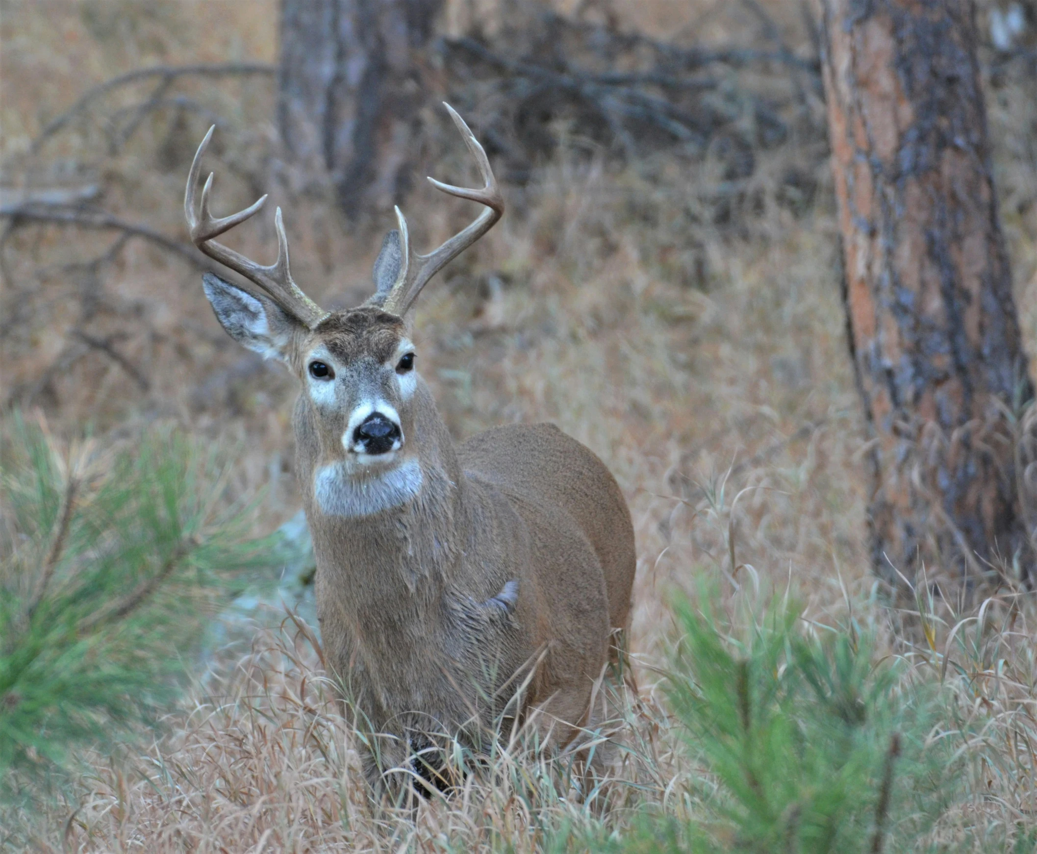 the deer is standing in the tall grass