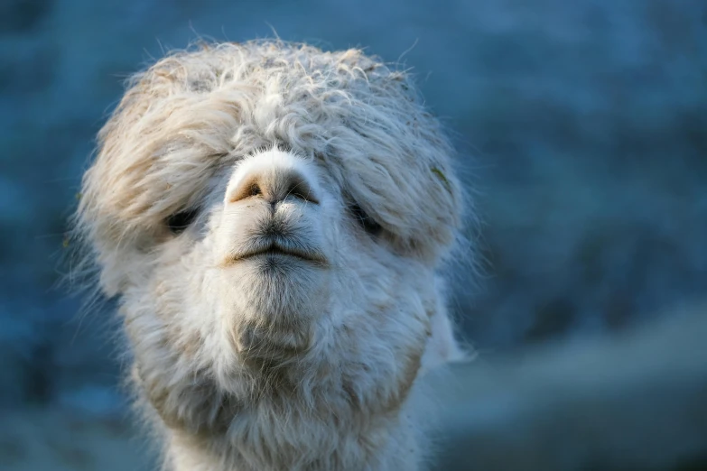 a fluffy white llama looking at the camera