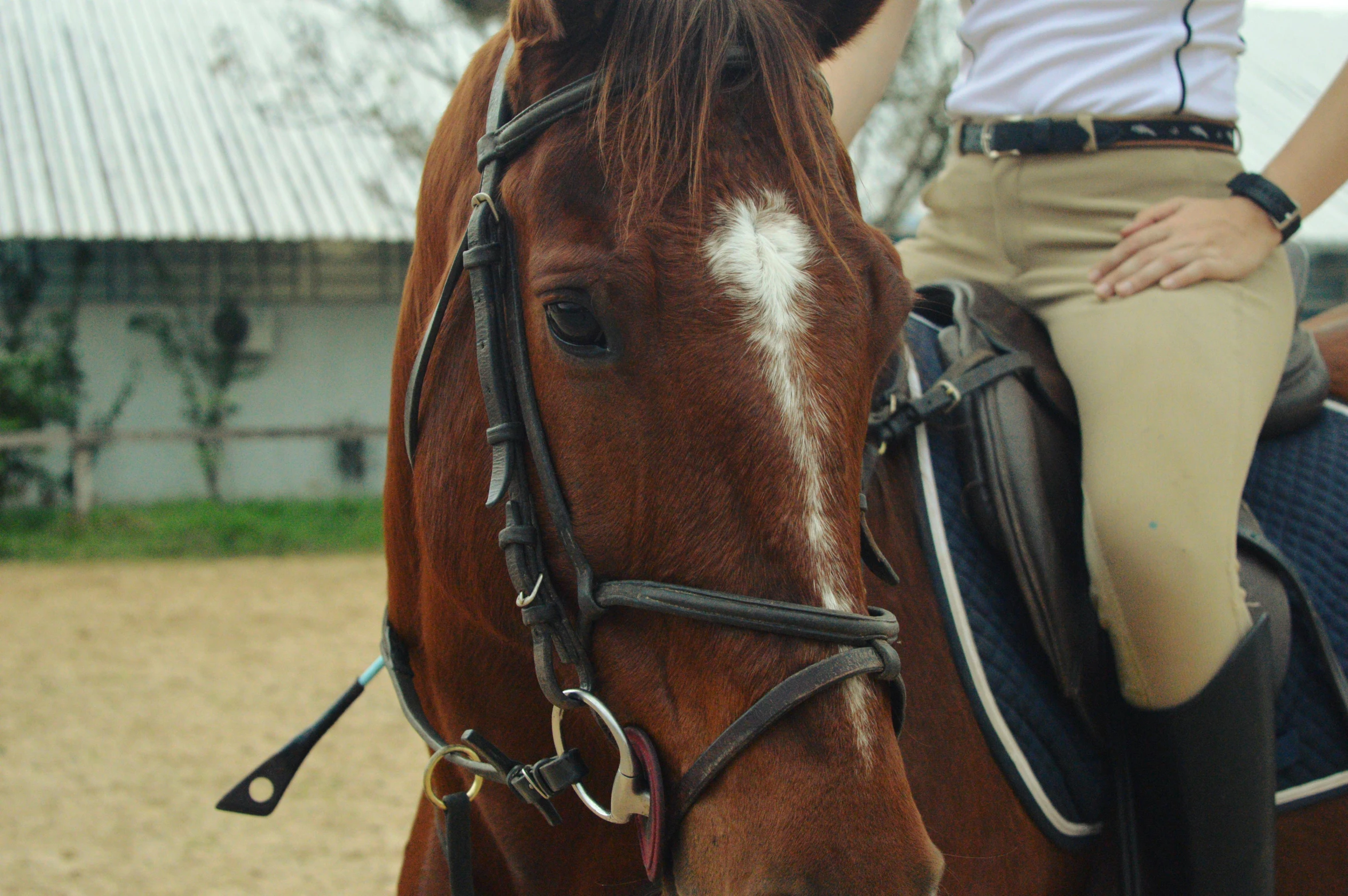 a woman riding on the back of a brown horse