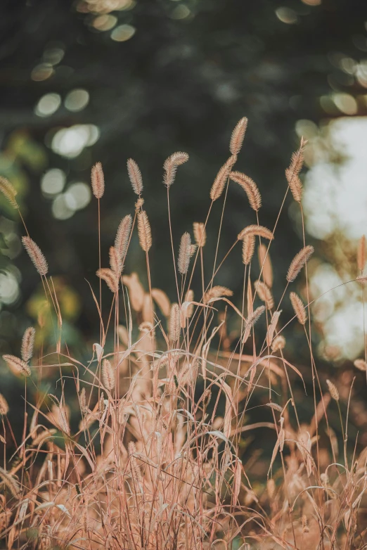 the grass is dying from some sort of plant