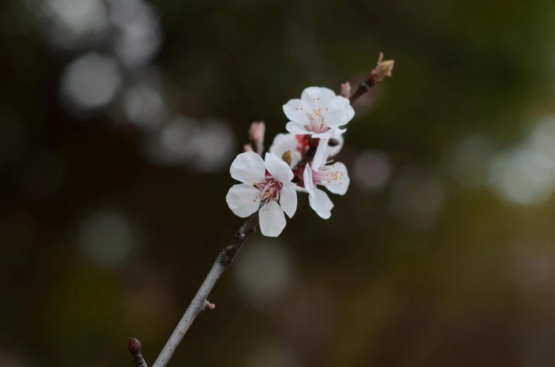 a nch with small white flowers and buds