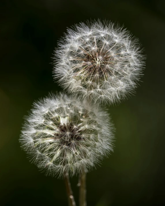 two dandelions stand together as the sun sets