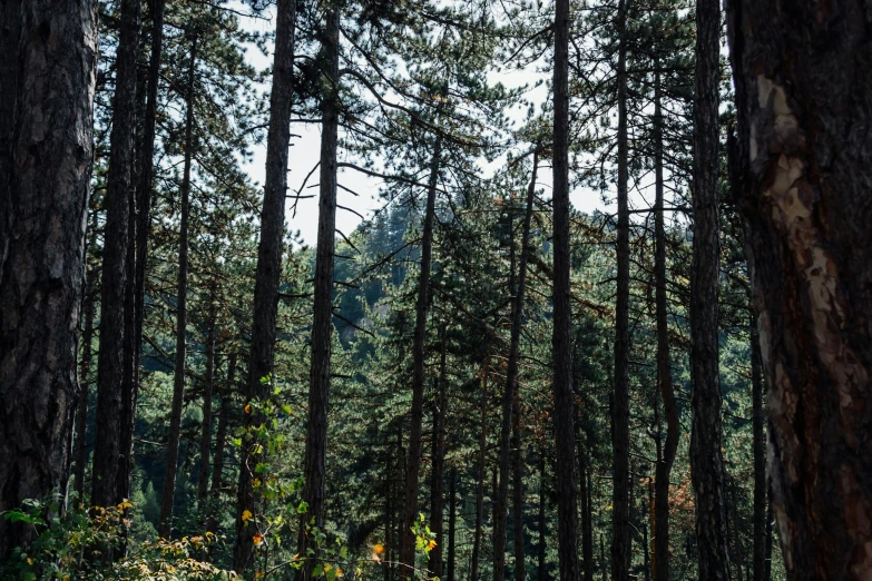 a bench in the middle of a forest filled with tall trees