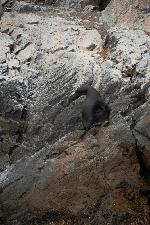 the animal is standing on a cliff top