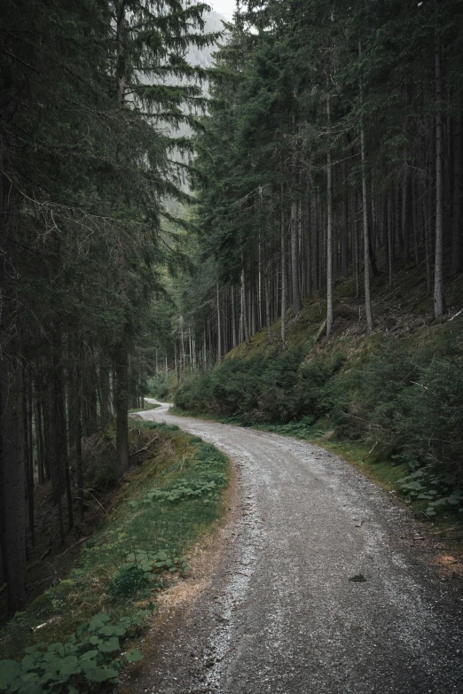 a narrow road through the woods leading to a forest