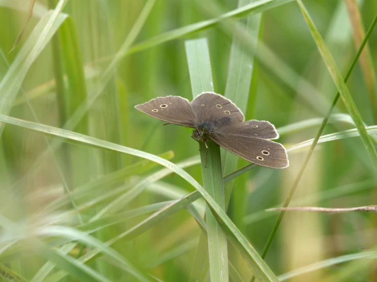 two small bugs sit on the tip of a green grass stem