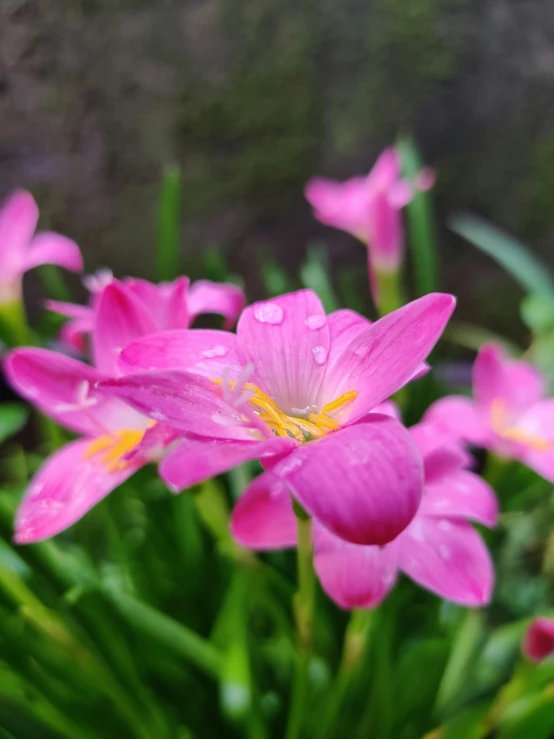 a close up of some pink flowers in the grass