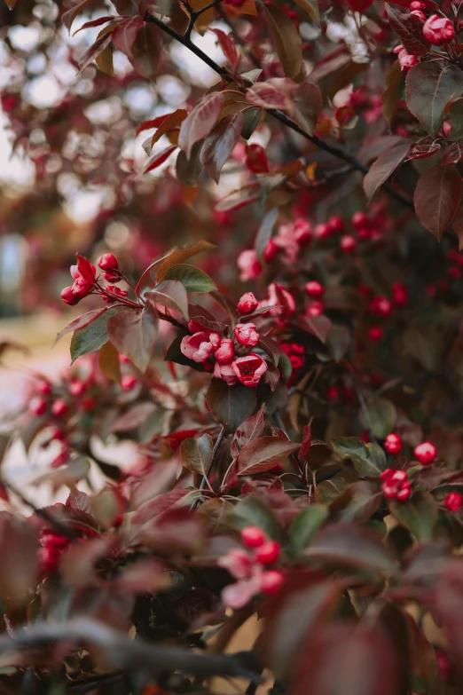 berries and leaves on the nches of an apple tree