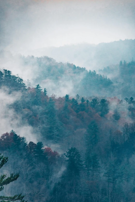 the trees in the fog are all covered with thick white clouds