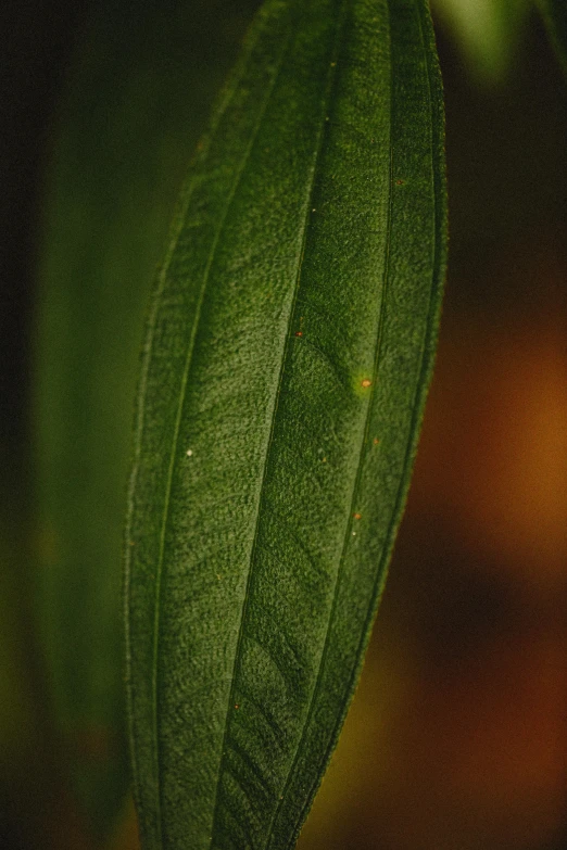 close up of a green leaf with blurred background