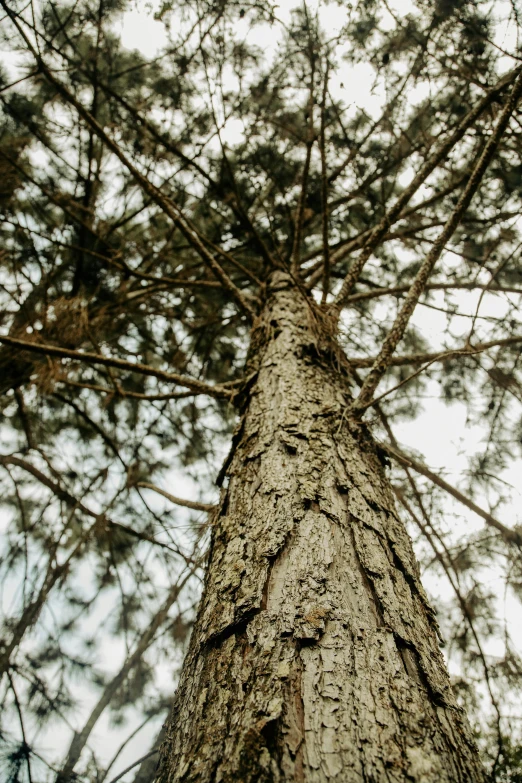 a tall pine tree in the distance, looking up