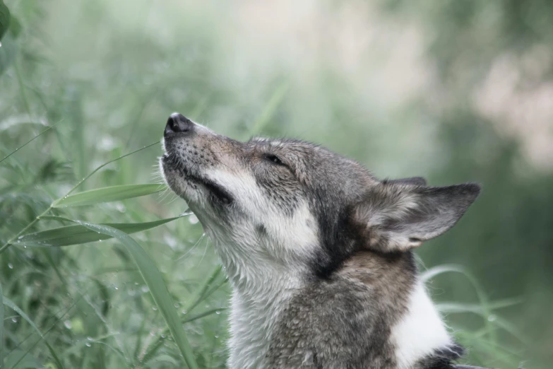 the grey and white animal is enjoying some plants