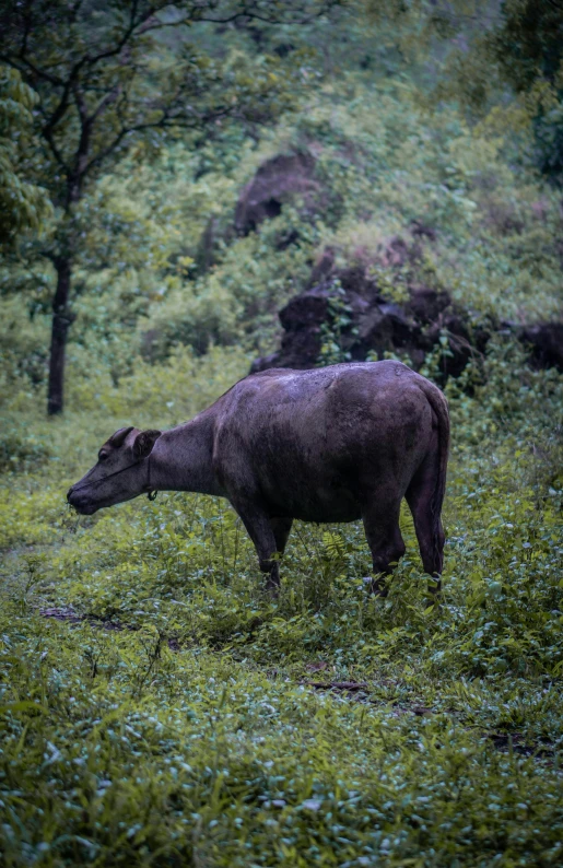 a dark colored animal standing in the grass next to trees