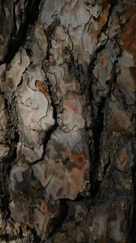 close up of a tree bark with several different colored spots