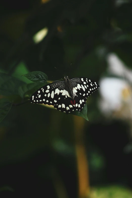 an orange and white erfly with spots on wings