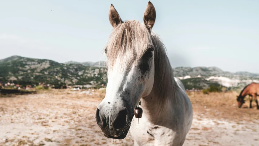 a white and grey horse with a brown blaze