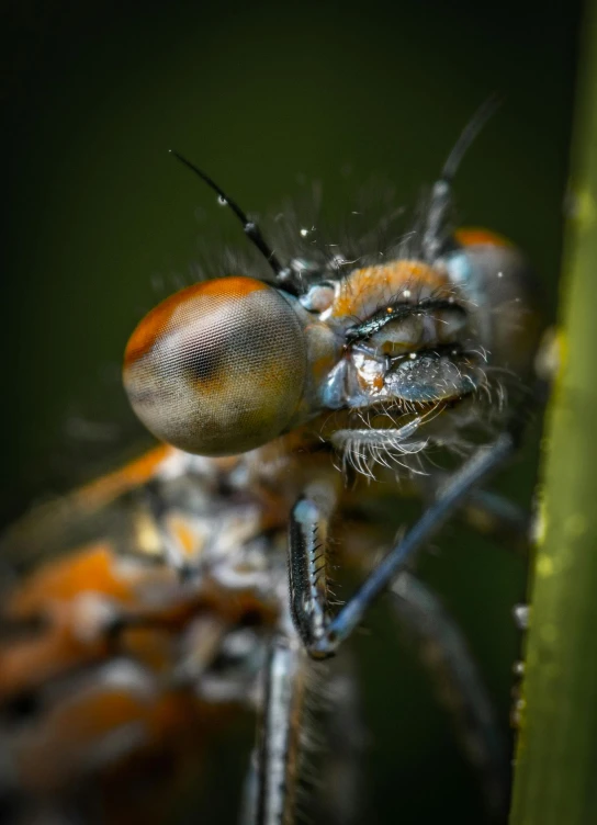 a close - up image of a fuzzy fly