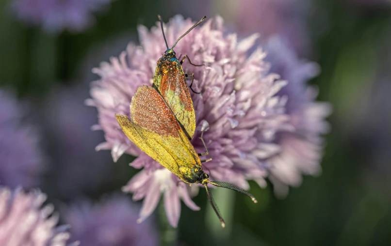 a large erfly sitting on top of some flowers