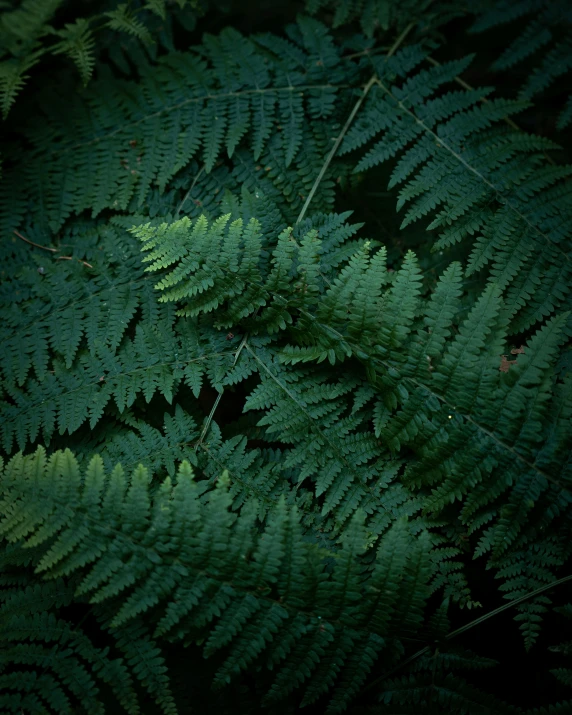 a group of ferns with long thin stems