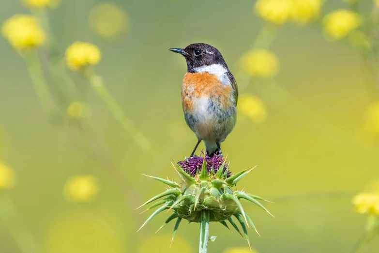 there is a small bird perched on top of a flower