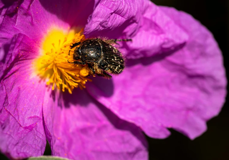 bee on a pink flower in the sun