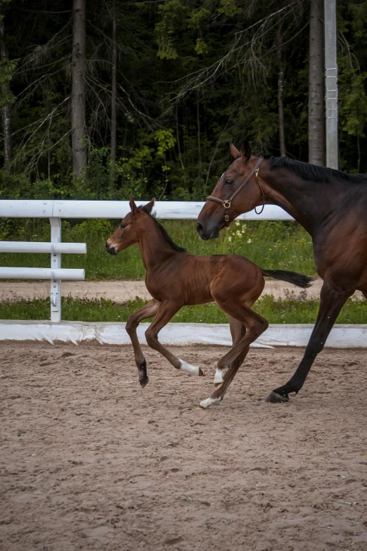 two horses trotting in an enclosed area near a wooden fence