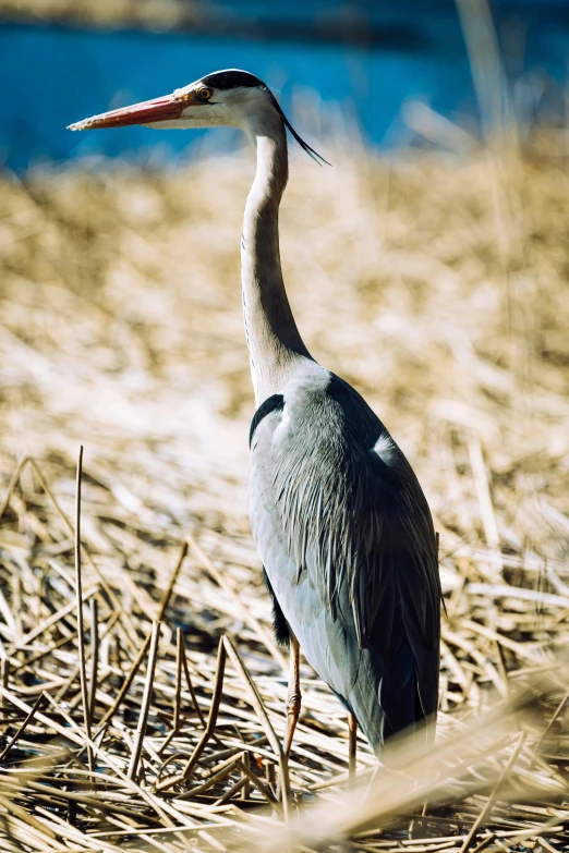 the bird is standing on dry straw by the water