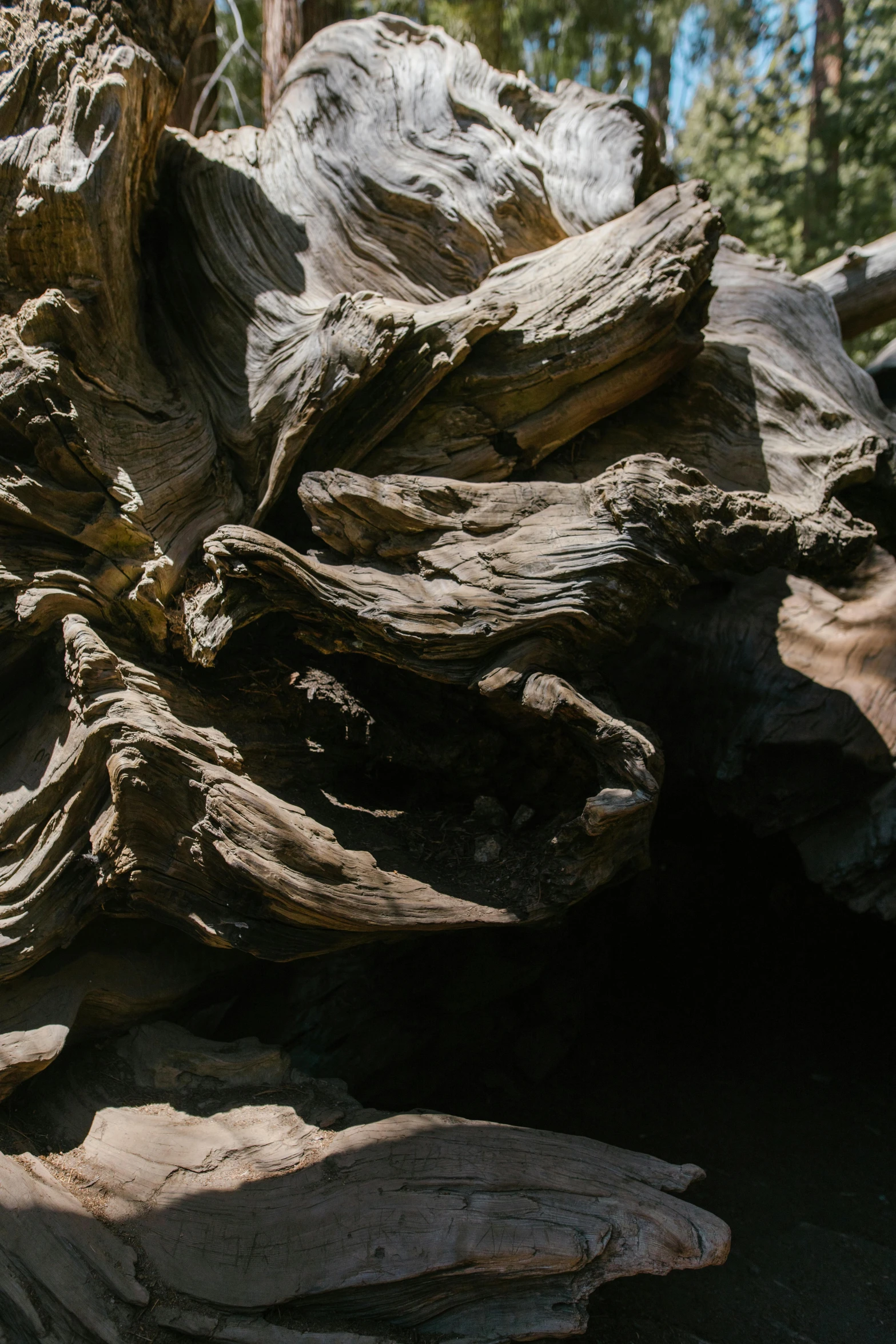 a close up of a tree with large roots and nches