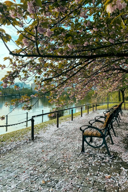 two benches are surrounded by tree limbs and flowers