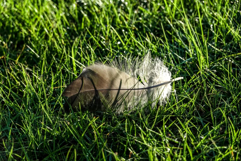 a small bird that is sitting in the grass