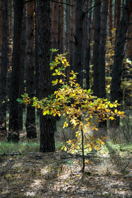 an autumn leaf fall is in the foreground of a stand of trees