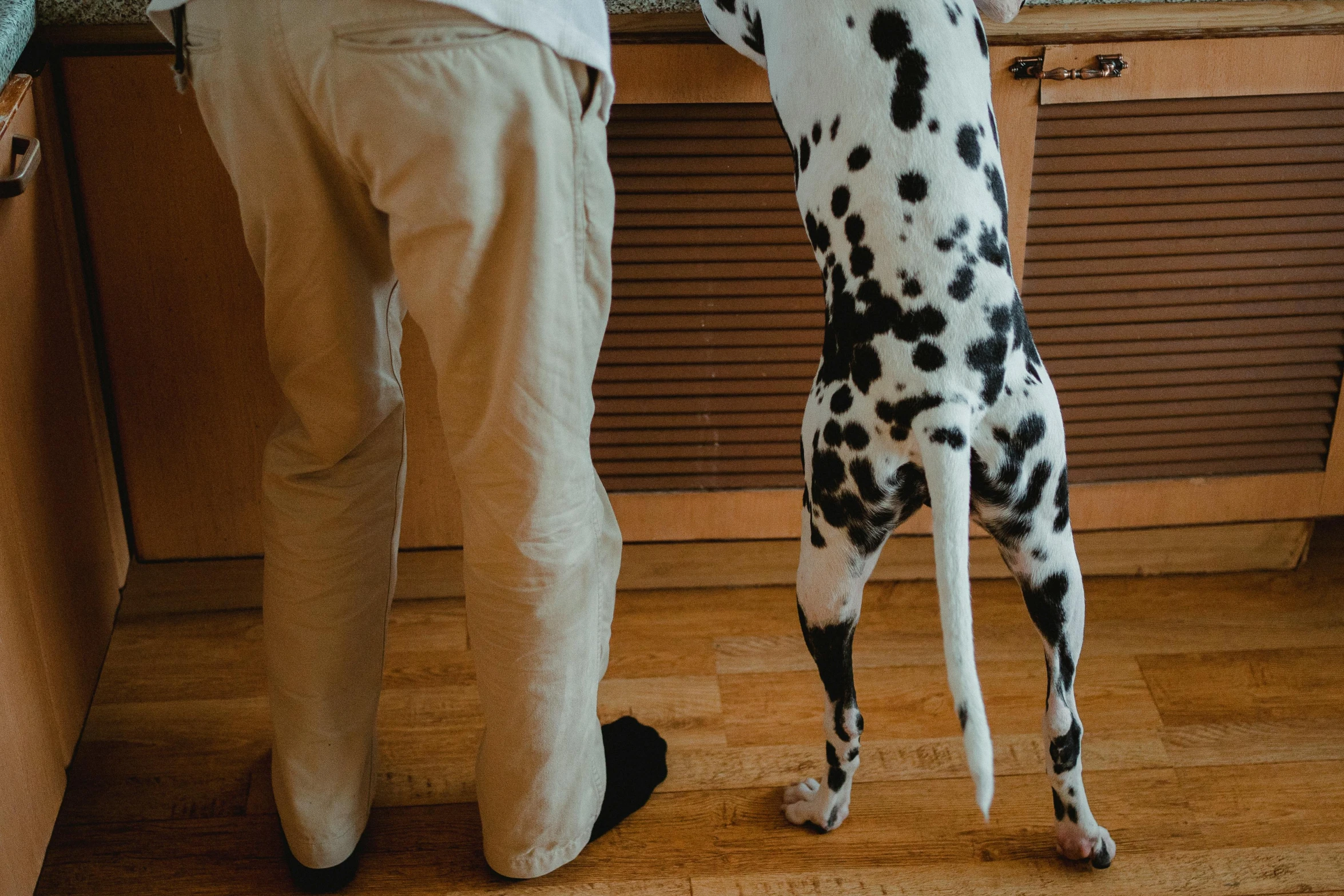 a dog getting a food from the oven while people watch